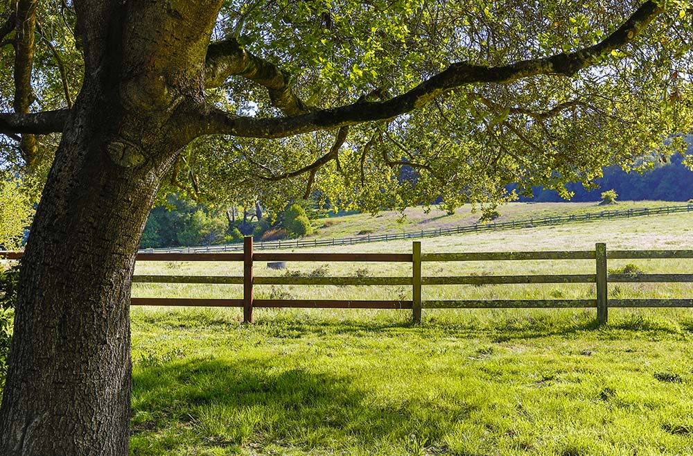 Horse and livestock pasture fence